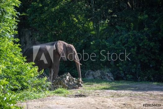 Picture of elephant silent